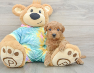 8 week old Mini Aussiedoodle Puppy For Sale - Premier Pups