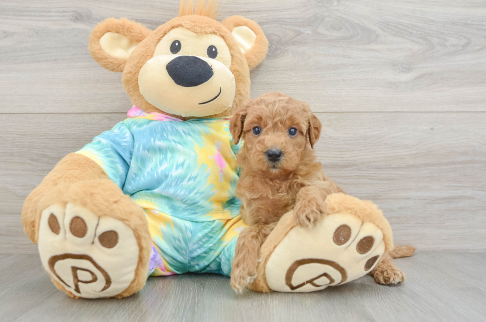 5 week old Mini Aussiedoodle Puppy For Sale - Premier Pups