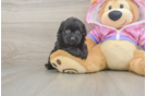Little Mini Aussiepoo Poodle Mix Puppy
