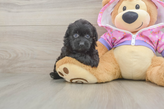 Little Mini Aussiepoo Poodle Mix Puppy