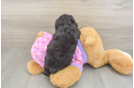 Mini Aussiedoodle Puppy for Adoption