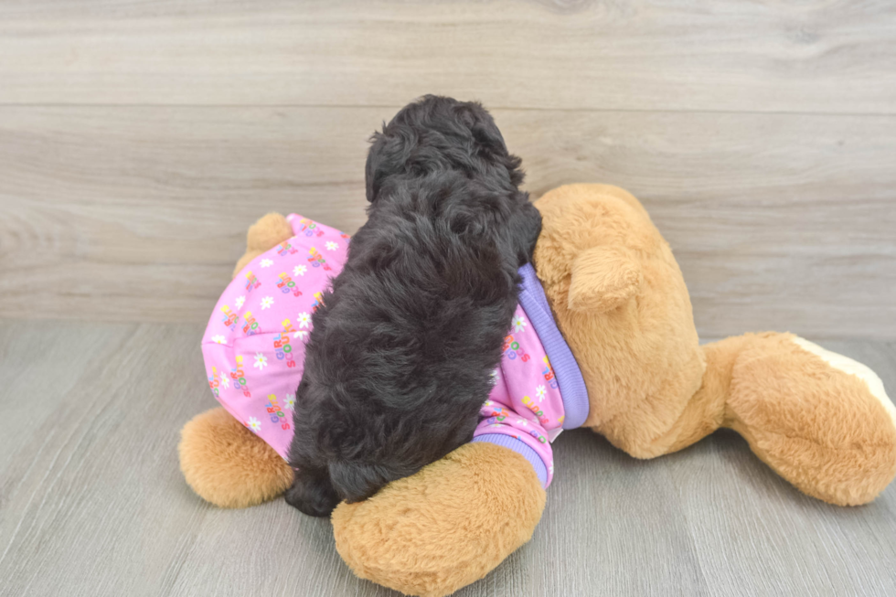 Mini Aussiedoodle Puppy for Adoption