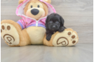 Petite Mini Aussiedoodle Poodle Mix Pup