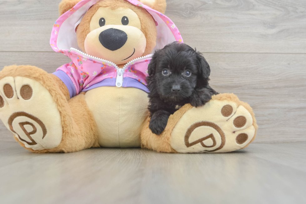 Petite Mini Aussiedoodle Poodle Mix Pup