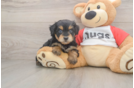 Mini Aussiedoodle Pup Being Cute