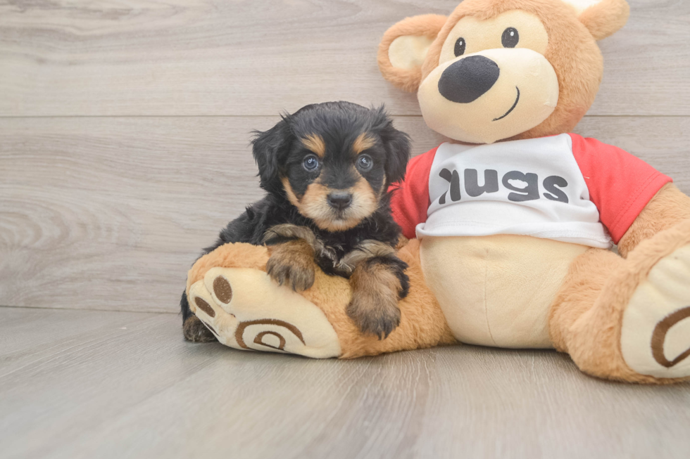 Mini Aussiedoodle Pup Being Cute