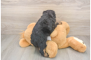 Energetic Aussie Poo Poodle Mix Puppy