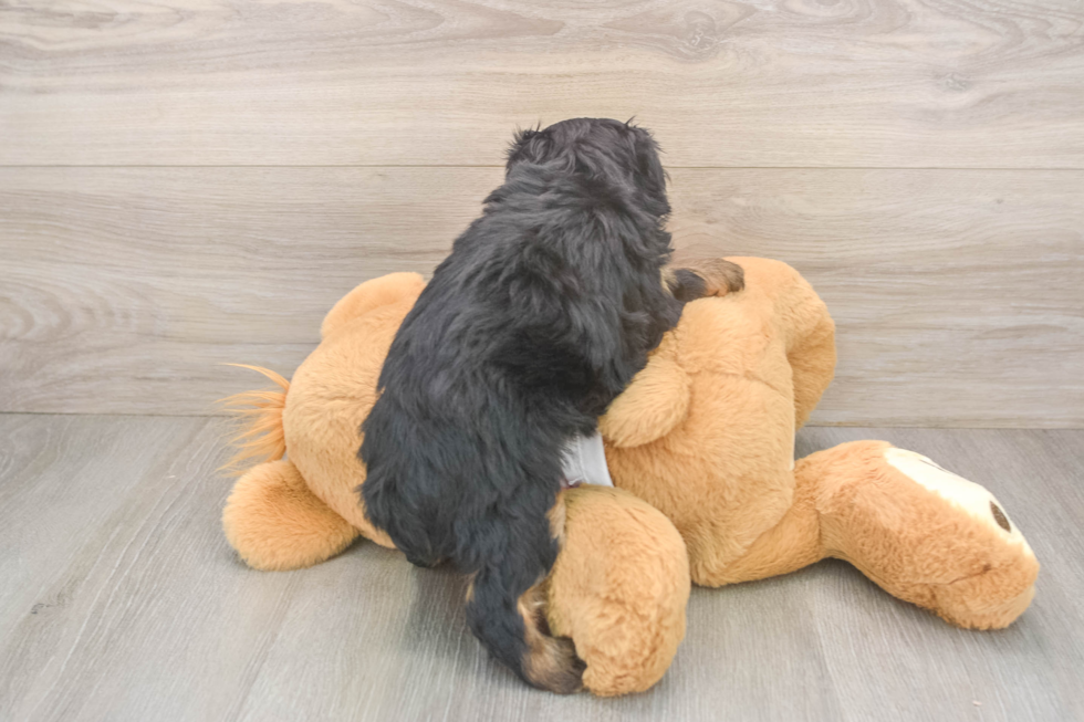 Energetic Aussie Poo Poodle Mix Puppy