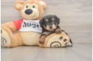 Mini Aussiedoodle Puppy for Adoption