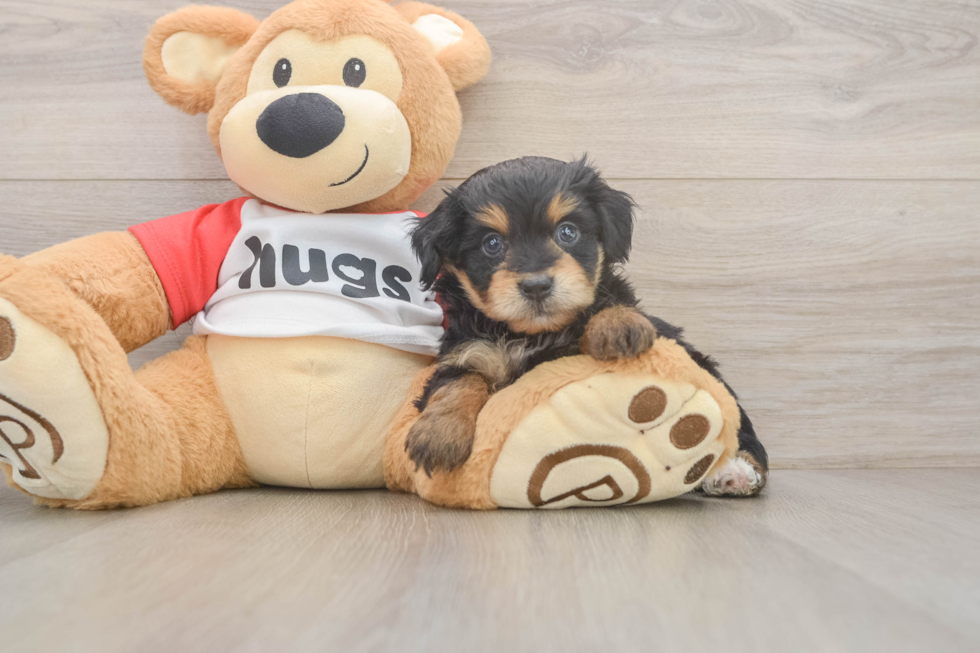 Mini Aussiedoodle Puppy for Adoption