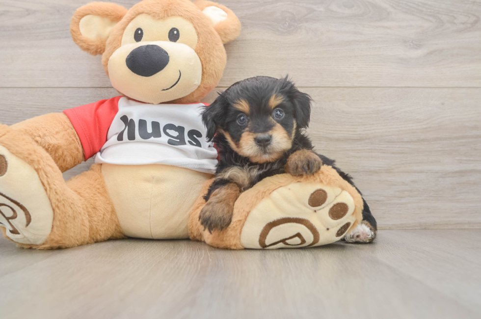 5 week old Mini Aussiedoodle Puppy For Sale - Premier Pups