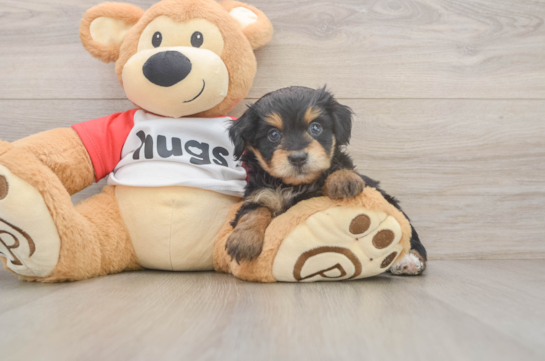 Mini Aussiedoodle Puppy for Adoption