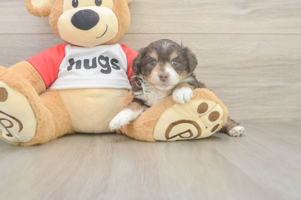 5 week old Mini Aussiedoodle Puppy For Sale - Premier Pups