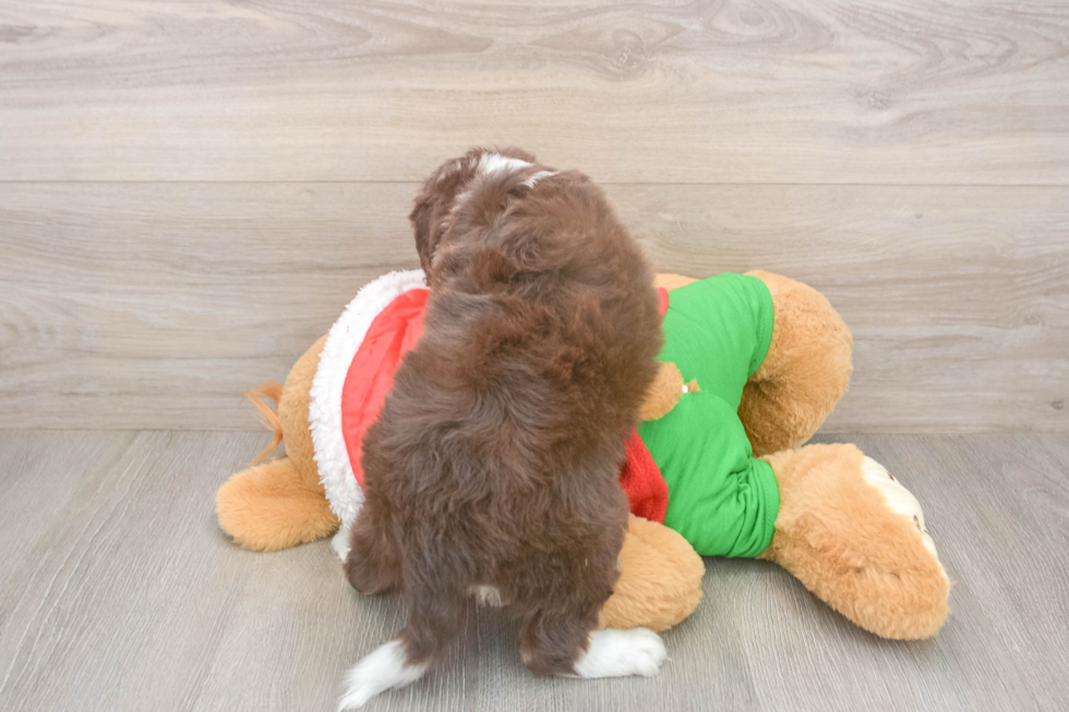 Mini Aussiedoodle Puppy for Adoption