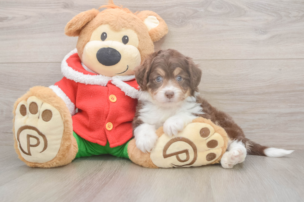 5 week old Mini Aussiedoodle Puppy For Sale - Premier Pups