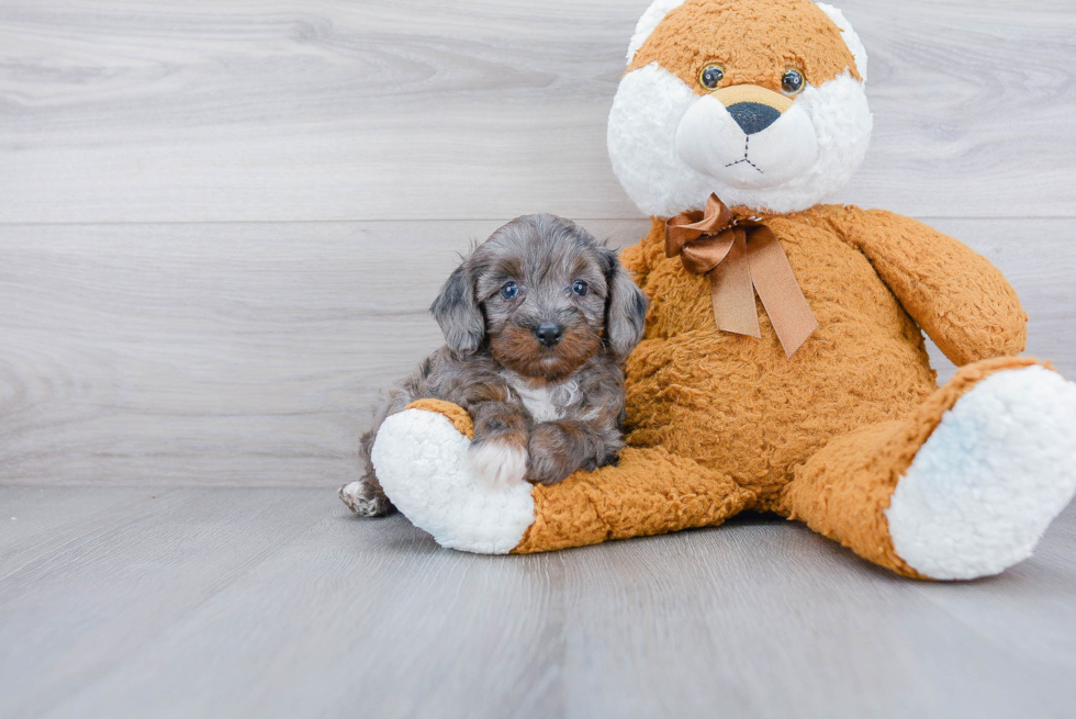 Mini Aussiedoodle Pup Being Cute