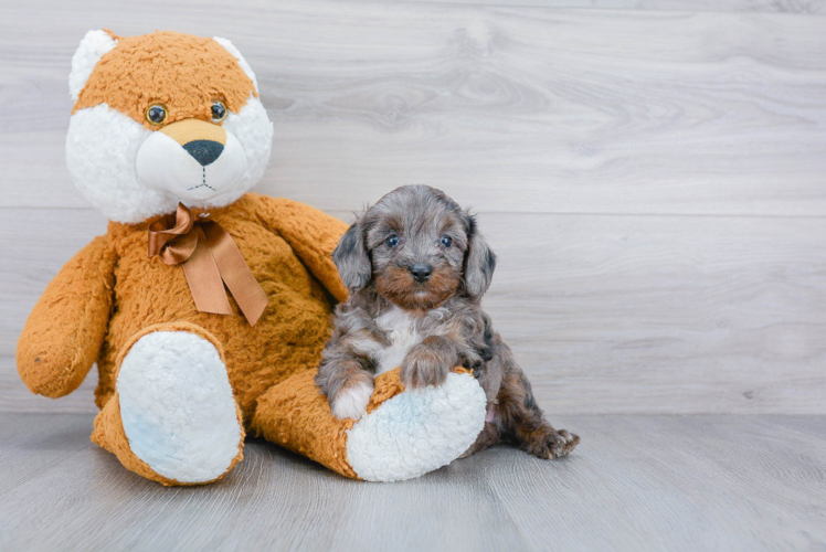 Mini Aussiedoodle Puppy for Adoption