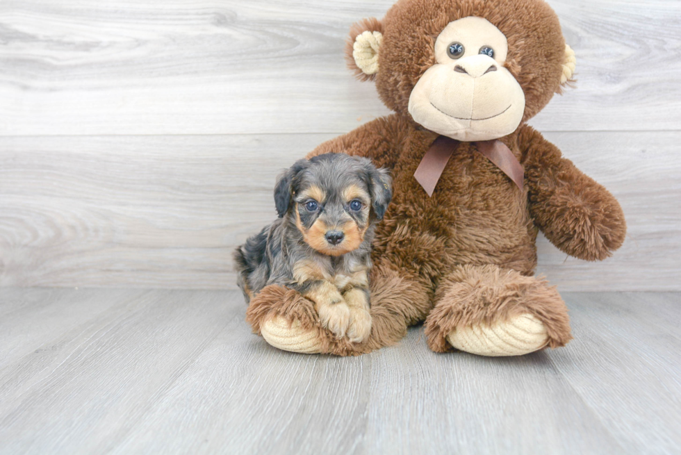 Adorable Aussiepoo Poodle Mix Puppy