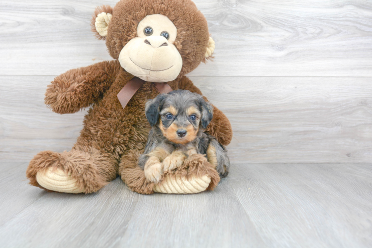 Playful Aussiepoo Poodle Mix Puppy