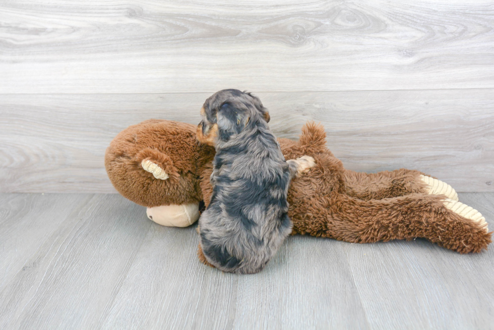 Mini Aussiedoodle Pup Being Cute