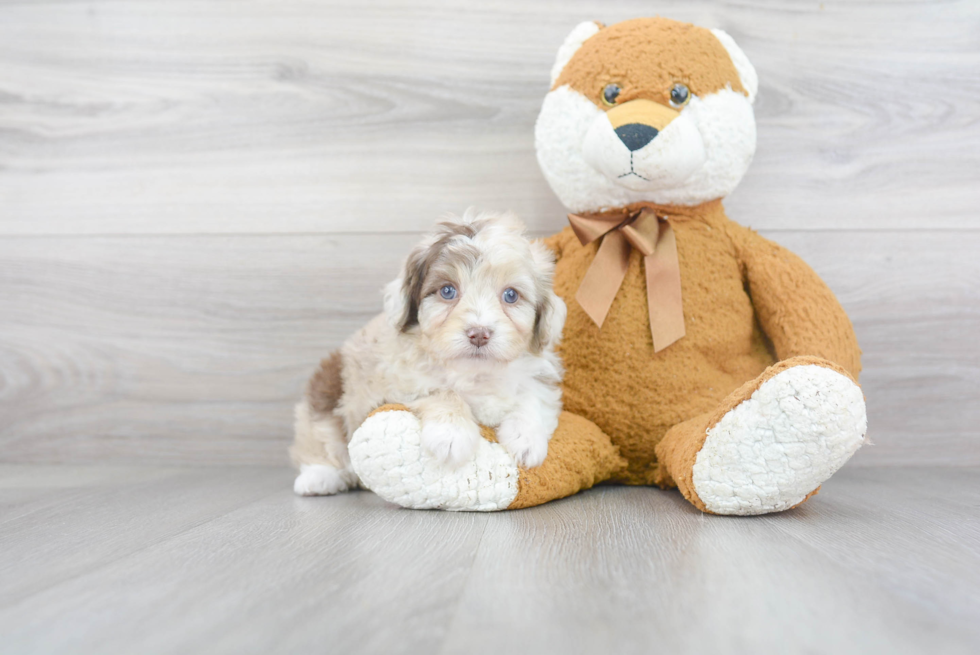 Mini Aussiedoodle Pup Being Cute