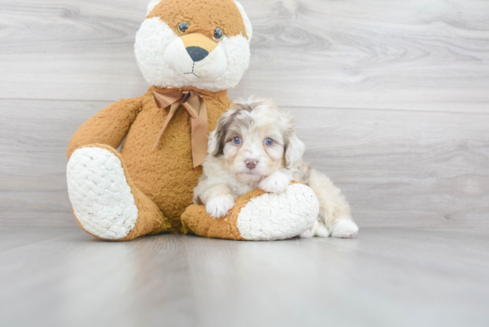 Popular Mini Aussiedoodle Poodle Mix Pup