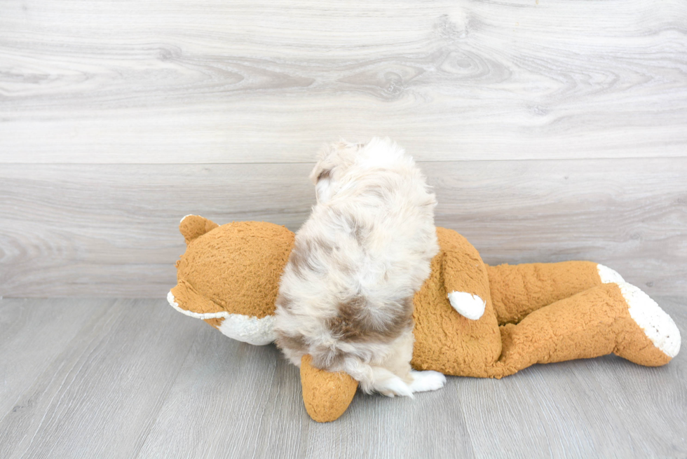 Mini Aussiedoodle Puppy for Adoption