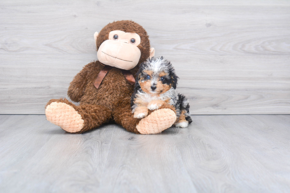 Friendly Mini Aussiedoodle Baby