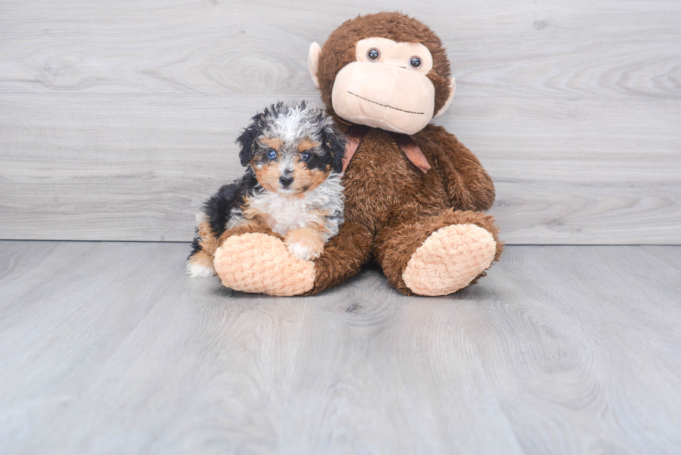 Popular Mini Aussiedoodle Poodle Mix Pup