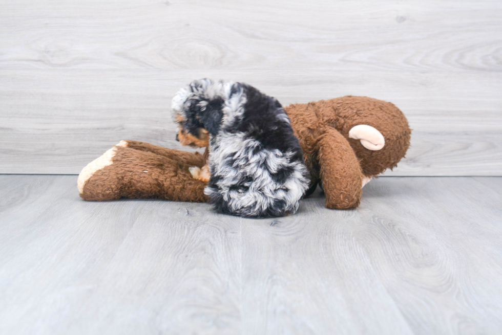 Mini Aussiedoodle Pup Being Cute