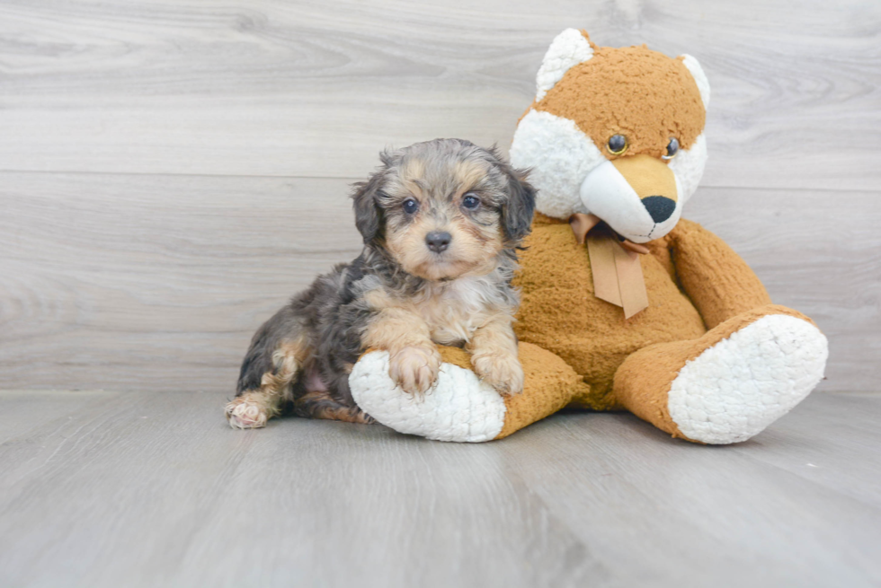 Mini Aussiedoodle Puppy for Adoption