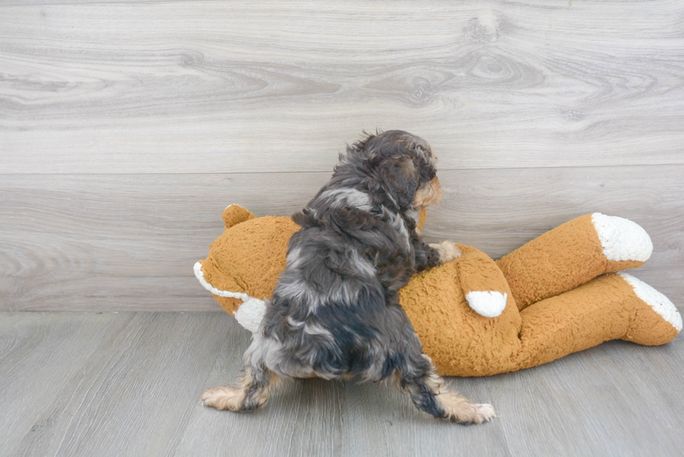 Mini Aussiedoodle Pup Being Cute