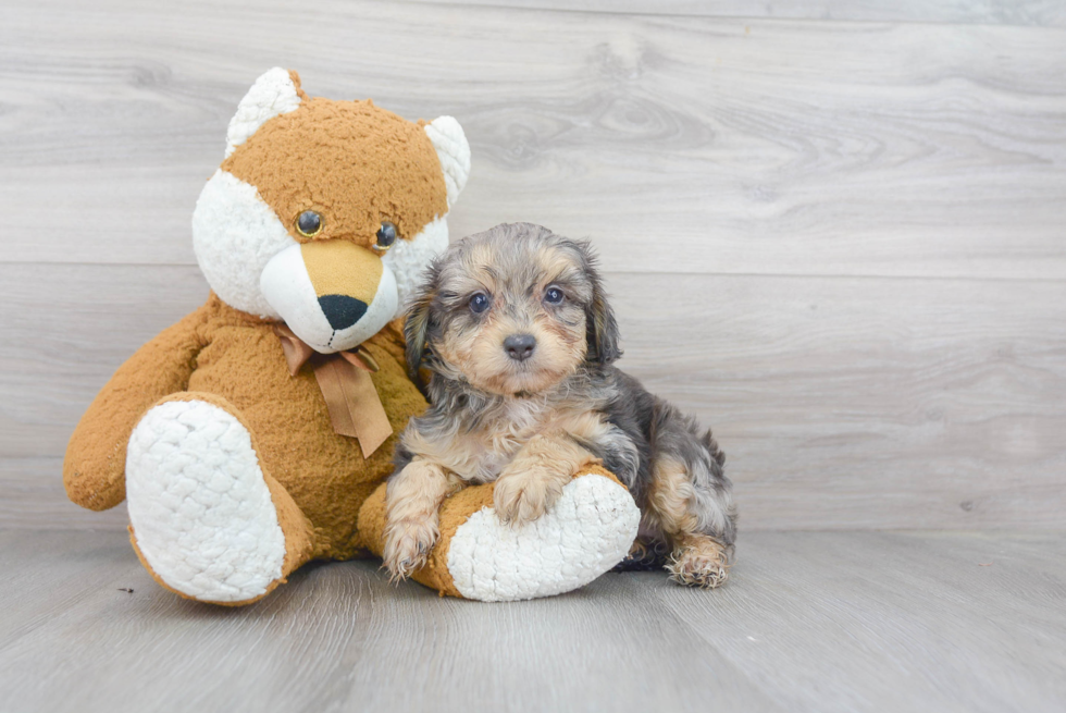 Popular Mini Aussiedoodle Poodle Mix Pup