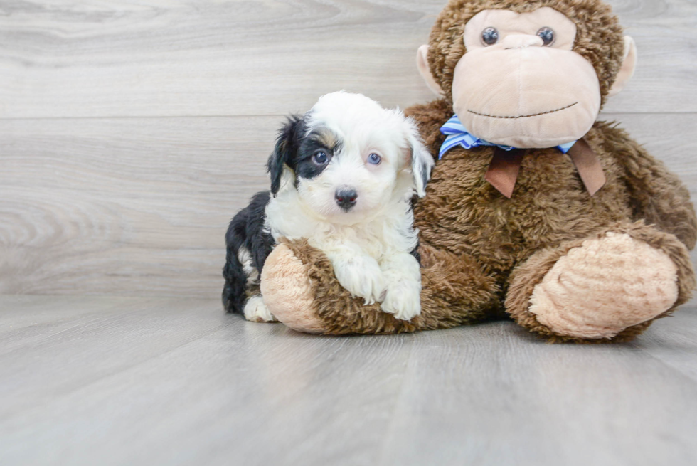 Funny Mini Aussiedoodle Poodle Mix Pup