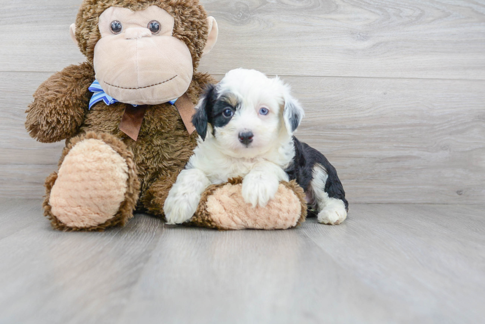 Best Mini Aussiedoodle Baby