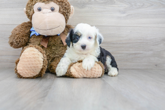 Best Mini Aussiedoodle Baby