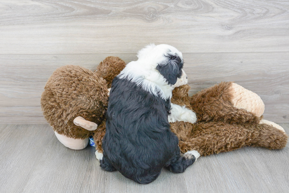 Best Mini Aussiedoodle Baby