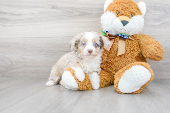 Best Mini Aussiedoodle Baby