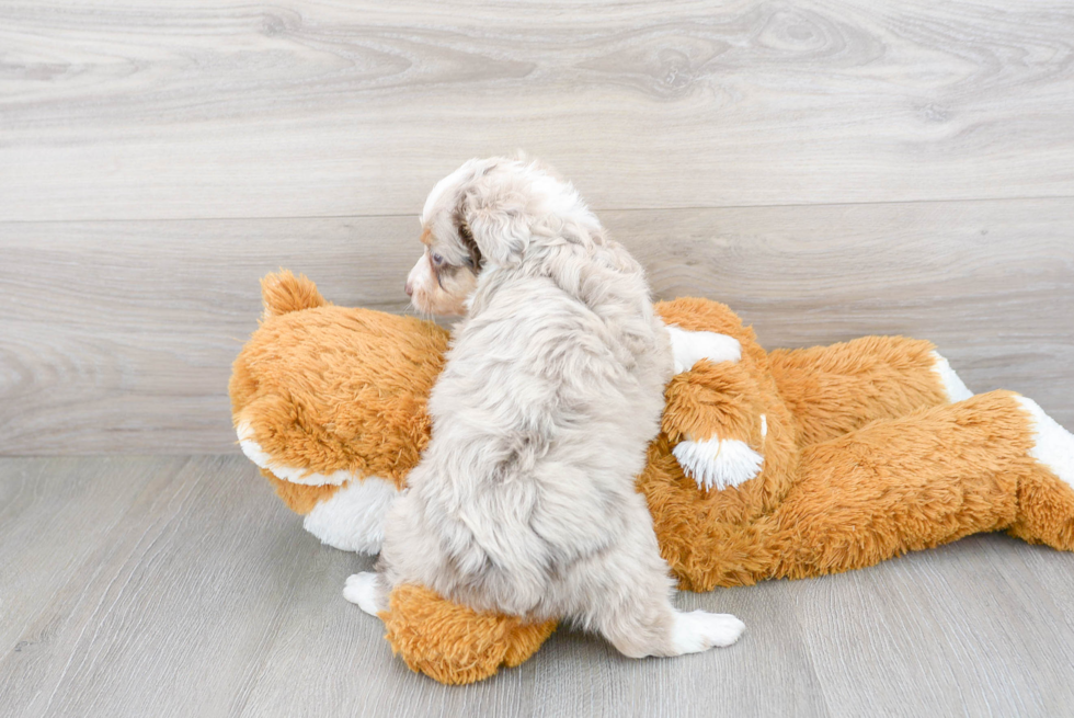 Sweet Mini Aussiedoodle Baby