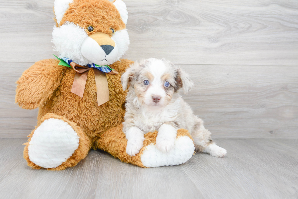 Hypoallergenic Aussiepoo Poodle Mix Puppy