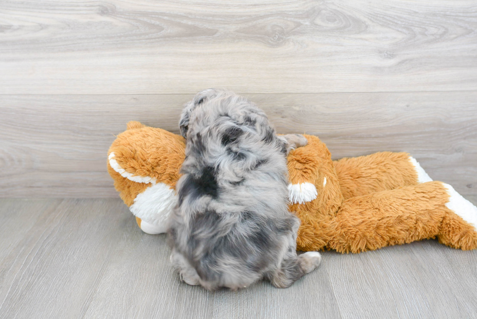 Friendly Mini Aussiedoodle Baby