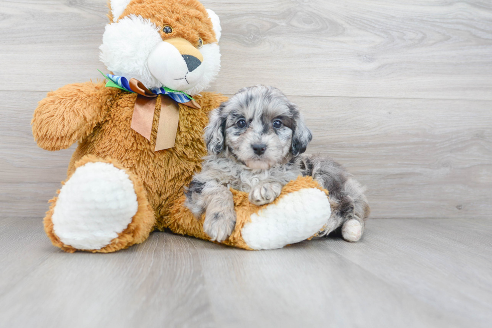 Mini Aussiedoodle Pup Being Cute