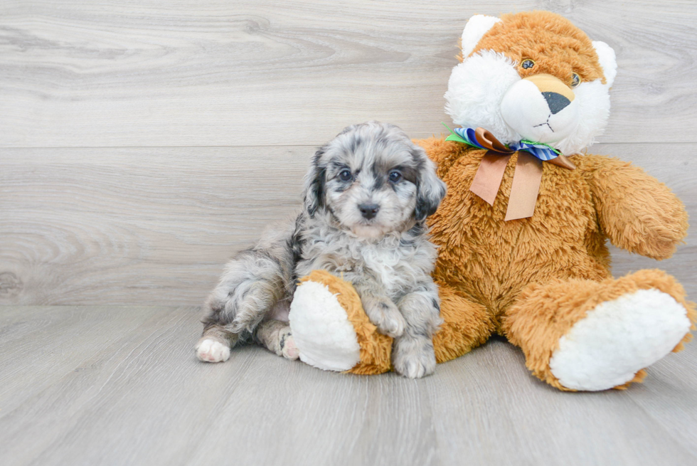 Mini Aussiedoodle Pup Being Cute