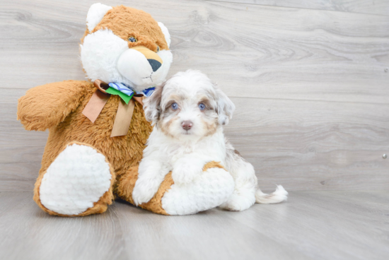 Friendly Mini Aussiedoodle Baby