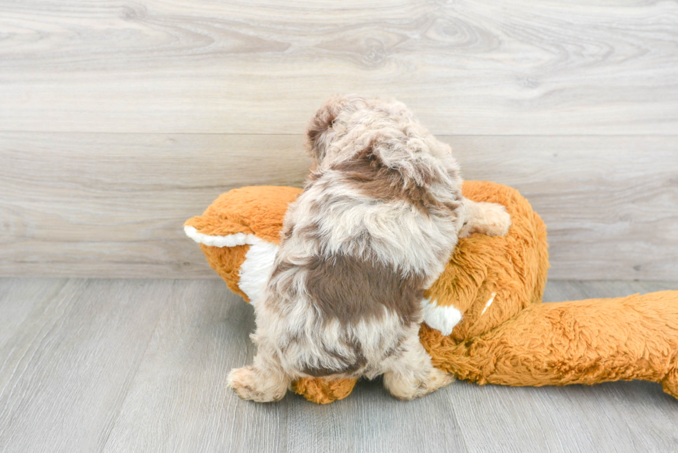 Mini Aussiedoodle Puppy for Adoption