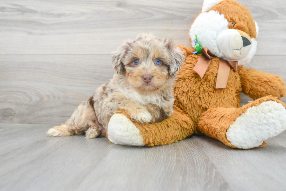 Mini Aussiedoodle Puppy for Adoption