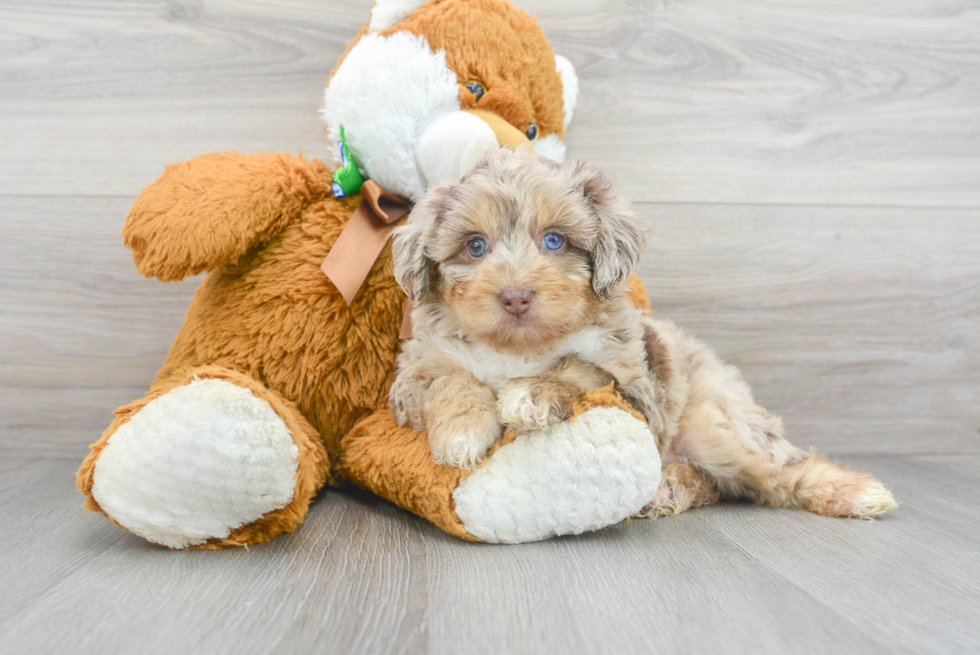 Mini Aussiedoodle Pup Being Cute