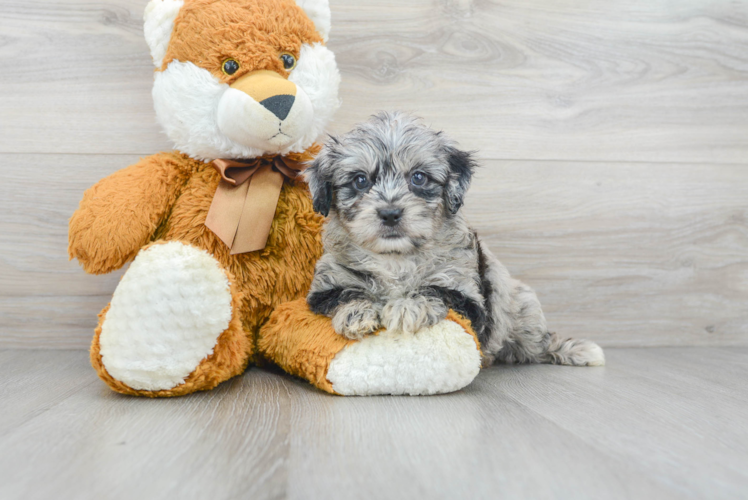 Mini Aussiedoodle Puppy for Adoption