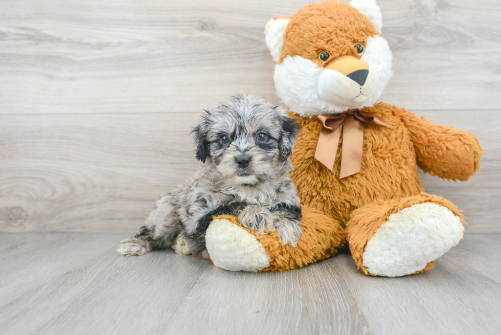 Mini Aussiedoodle Puppy for Adoption