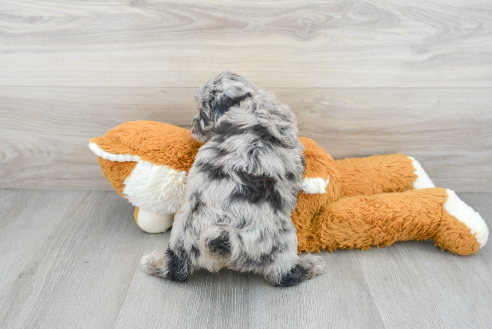 Best Mini Aussiedoodle Baby